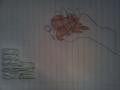 Fanart #1419